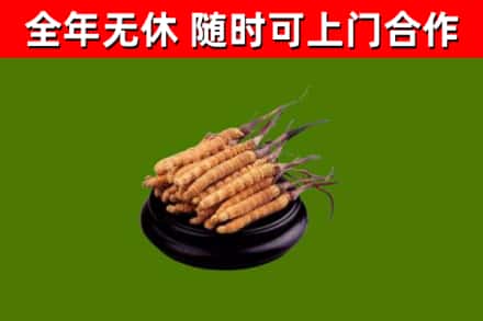 云南省回收冬虫夏草