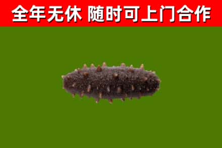 云南省回收海参干